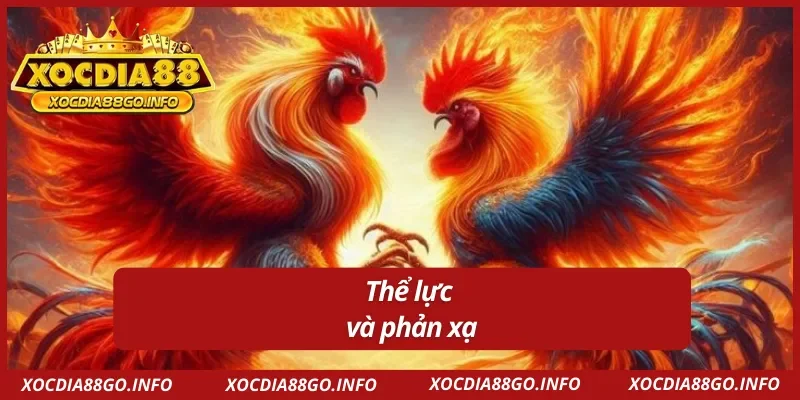 Cách chọn gà đá chuẩn là chú ý đến thể lực và phản xạ 