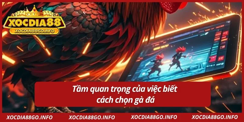 Lợi ích của việc biết cách chọn gà đá chuẩn 