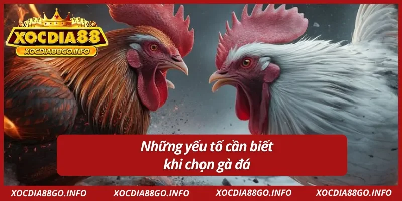 Một số yếu tố cần biết trong cách chọn gà đá chuẩn 