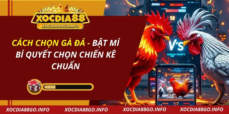 Cách Chọn Gà Đá