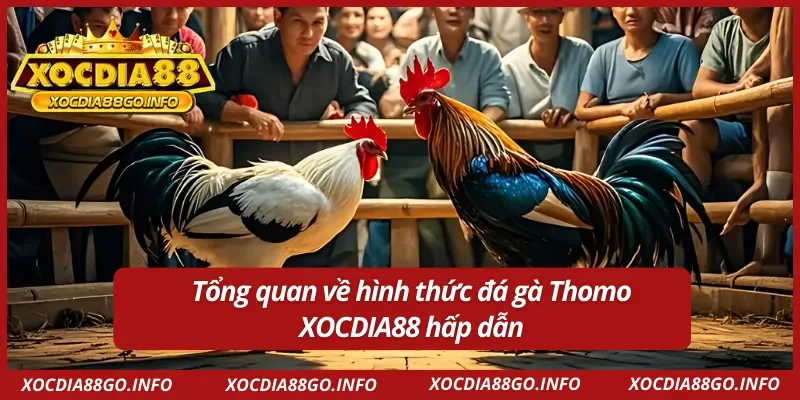 Giới thiệu chung về hình đá gà Thomo 