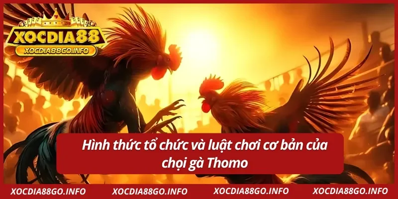 Thông tin chi tiết về luật chơi đá gà Thomo 