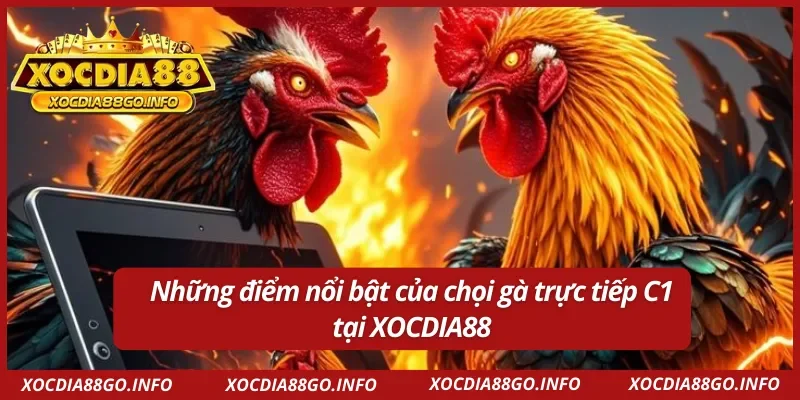 Hình thức chọi gà C1 phong phú và thú vị 