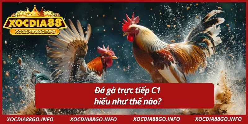 Nắm rõ về đá gà trực tiếp C1 tại XOCDIA88