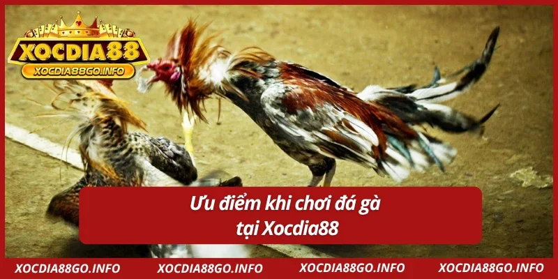 Những ưu điểm mà Đá Gà Xocdia88 mang lại